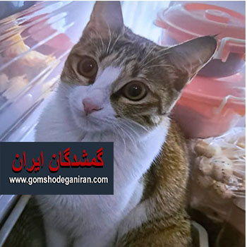 گربه‌ من‌ گم‌شده‌ در محله‌ افسریه‌‌ تهران - پت یاب