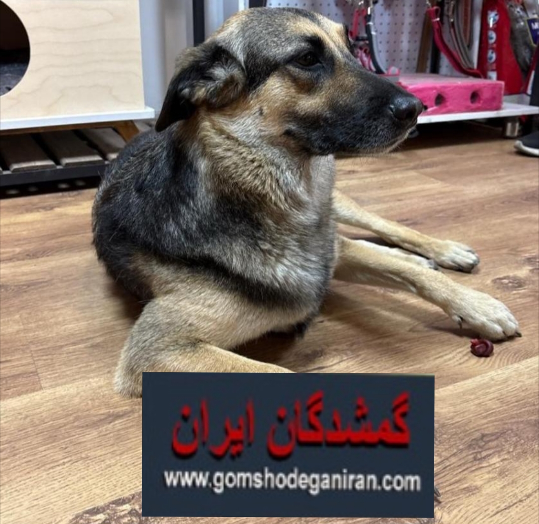 سگ ماده تربیت شده مهربون و مودب پیداشده در کرج اردیبهشت 1402