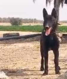 سگ تایگروژرمن