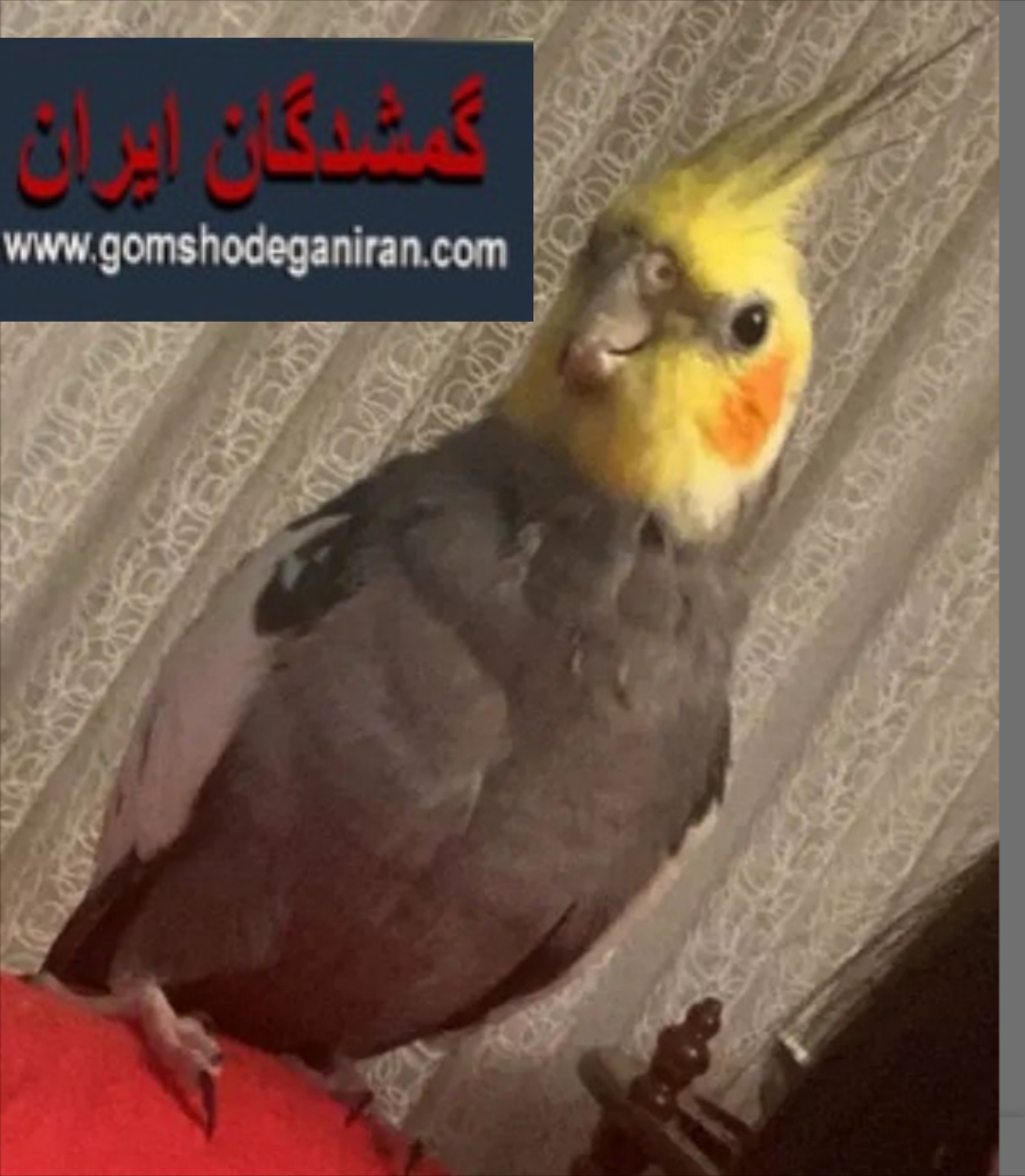 عروس هلندی گم شده - اراک شریعتی