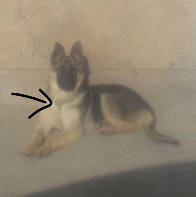 سگ نر  ژرمن شپرد ۷ ماهه