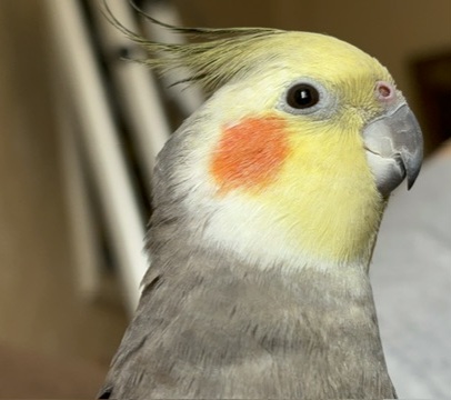 عروس هلندیم  محدوده صادقیه جناح، طرشت و ستارخان در تاریخ 19 مرداد گم شده