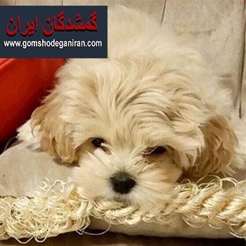 سگ مالتیز در تبریز 3ماه هست پیدا شده اسفند1403