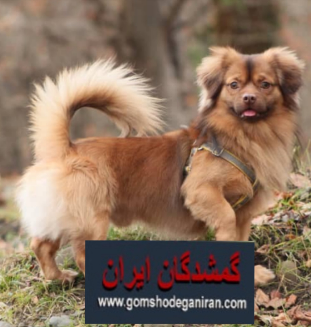 محدوده میدان فرمانداری لنگرود سگ نژاد پیکینیز تبتی گمشده
