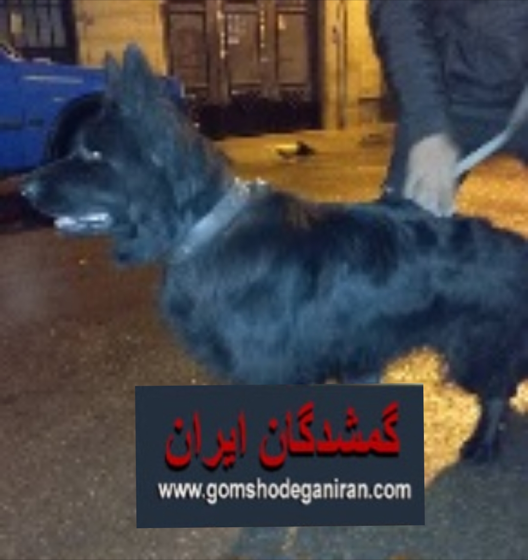 سگ ژرمن بلک پیداشده بهمن 1403