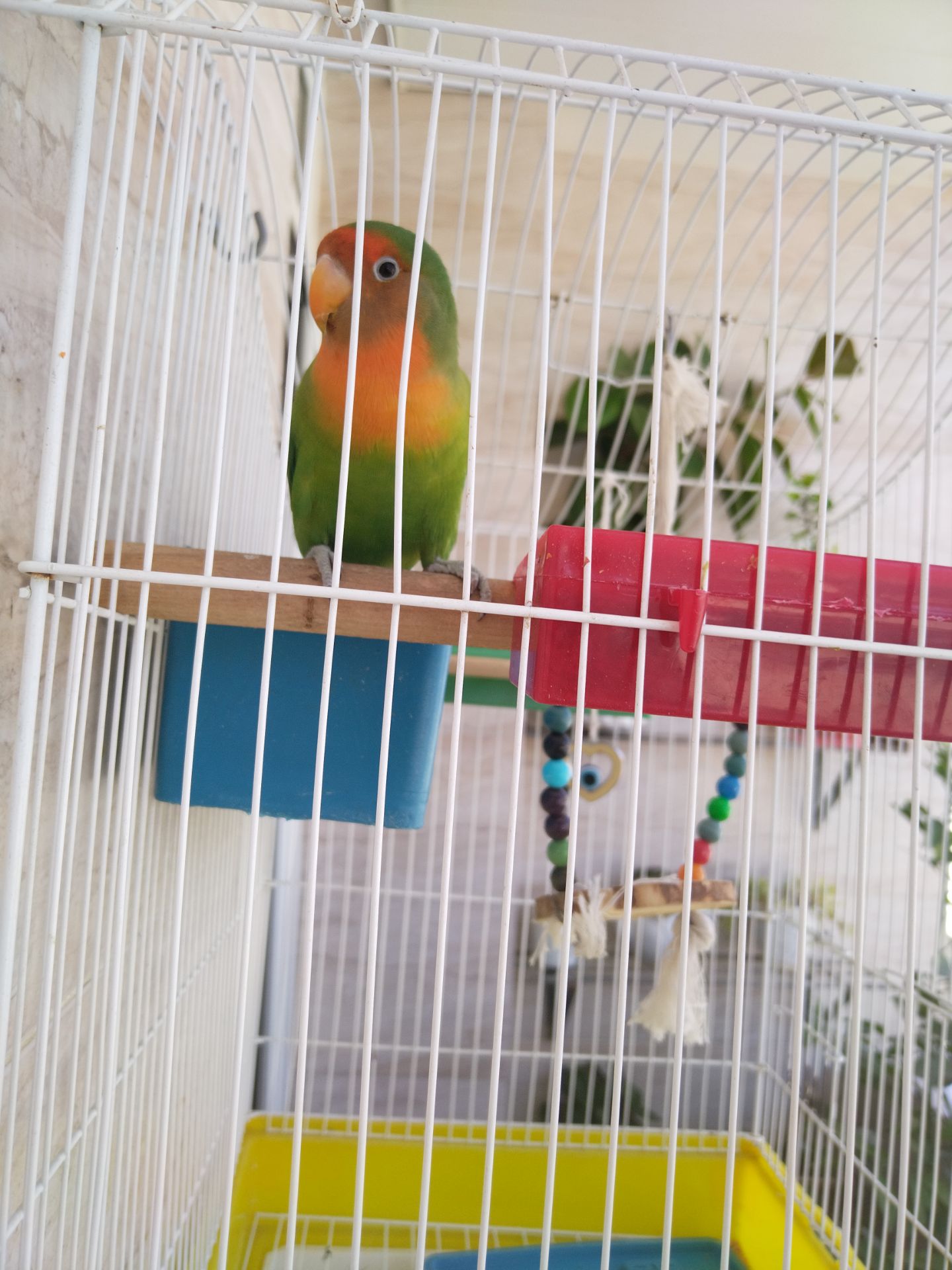 طوطی برزیلی گم شده طوطی برزیلی گم شده