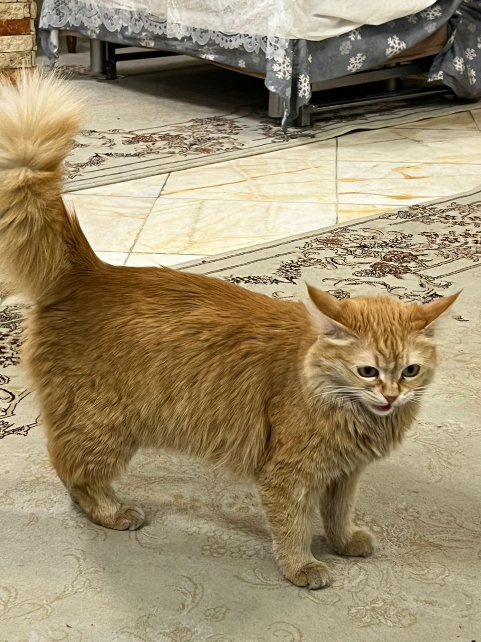 گربه حنایی پشمالو، محدوده تهرانو خیابان زرکش گم شده