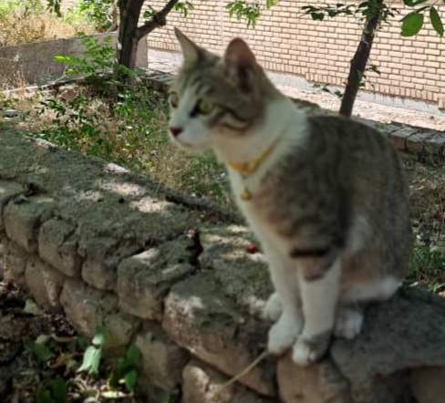 گربه ما 10 روزه گم شده