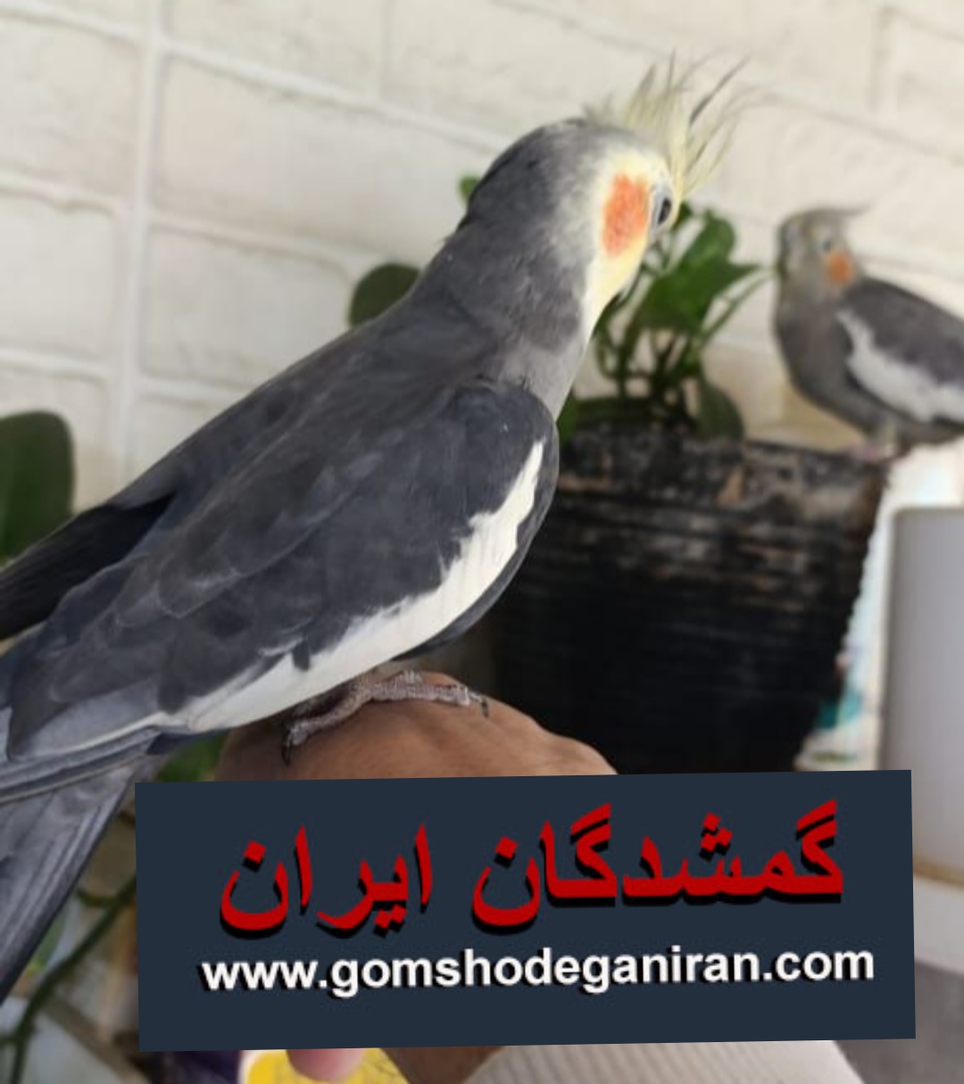 عروس هلندی گمشده کاروانسرابر لاهیجان -پرنده گم شده
