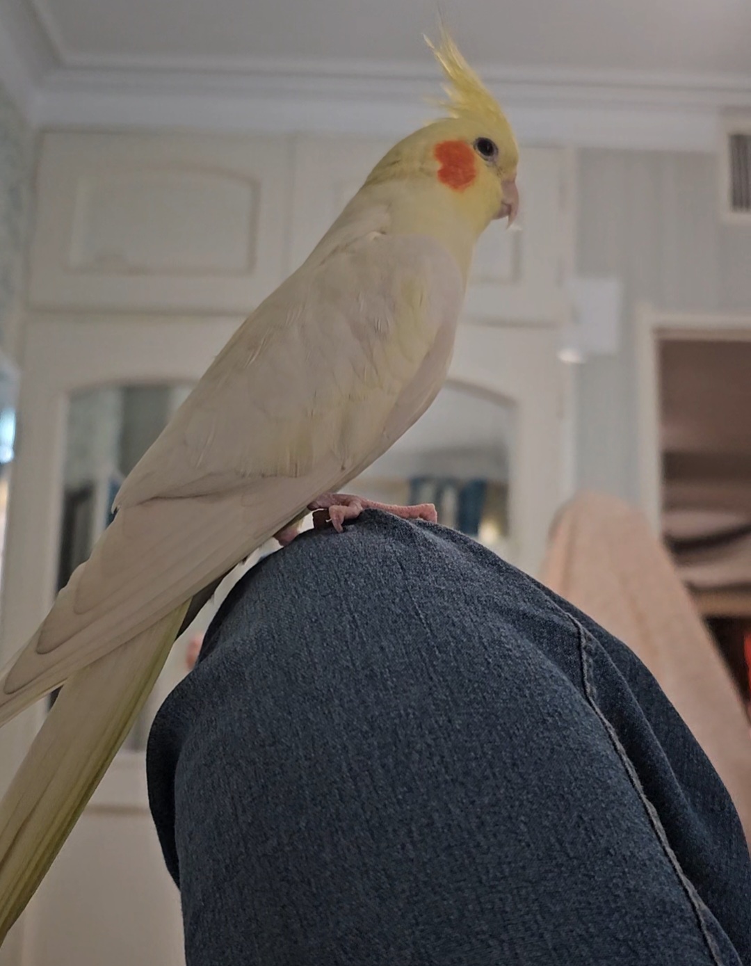 عروس هلندی گم شده لوتینو در محله پارک وی تاریخ 7فروردین