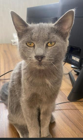 در محدوده بلوار سجاد  مشهد  گربه اسکاتیش در تاریخ 21 /07 /1404 پیدا شده