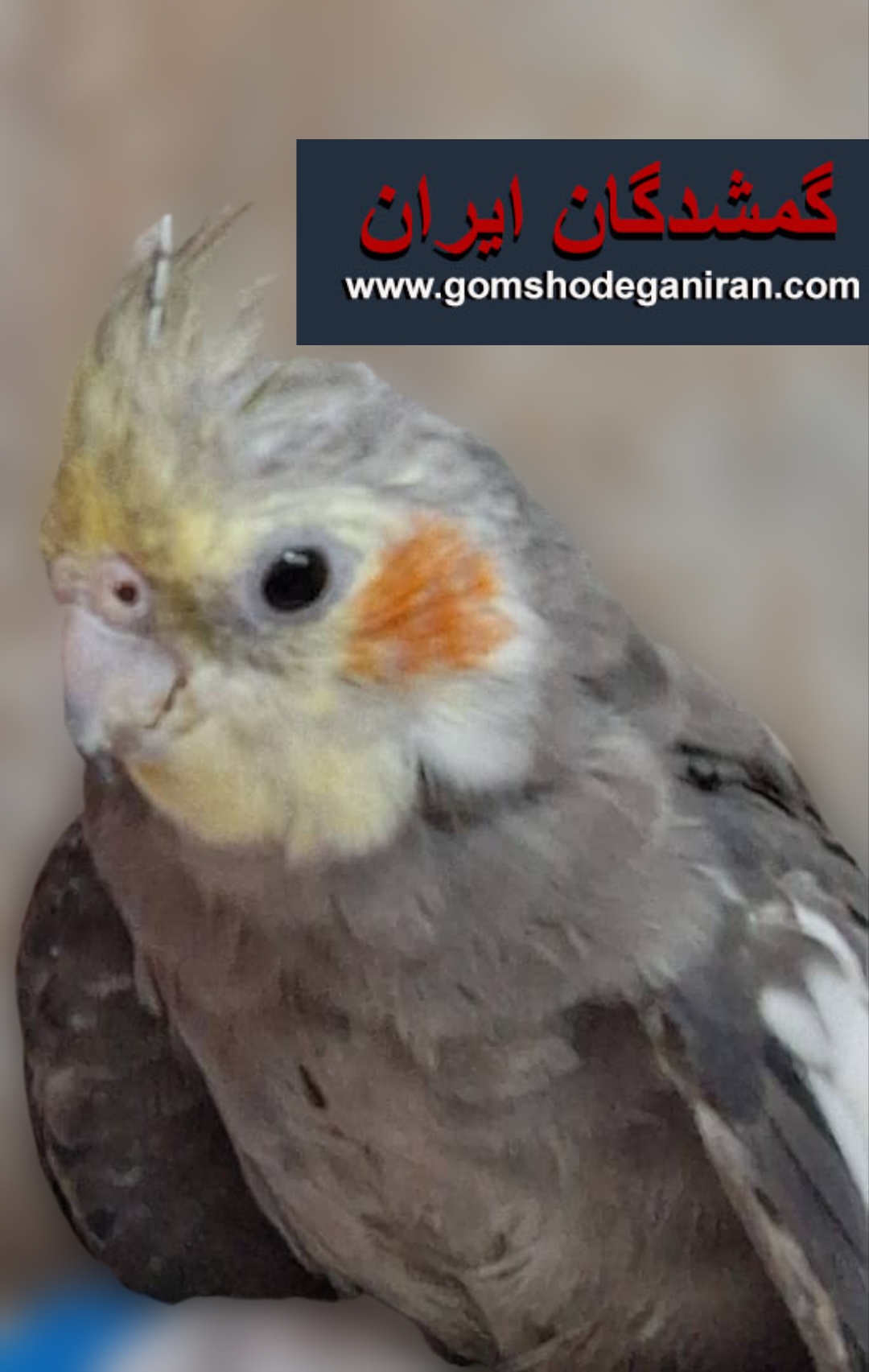 عروس هلندی گم شده اصفهان