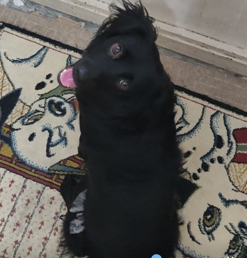 سگ سیاه پا کوتاه به اسم نفس در منطقه شصت متری کهریزک