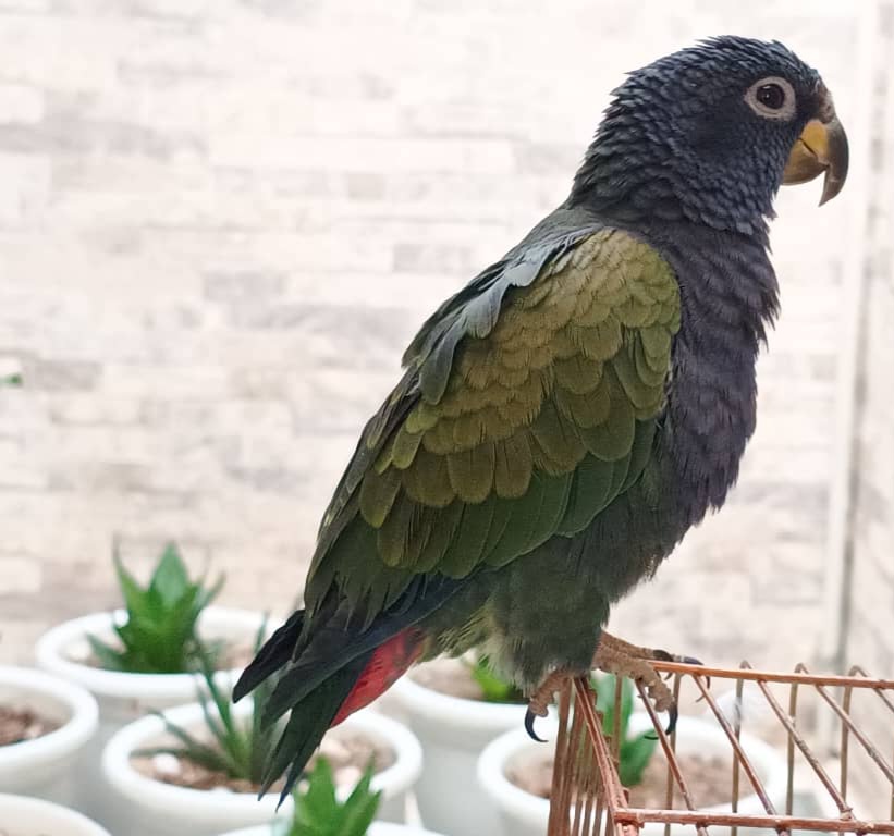 طوطی گمشده در اصفهان
