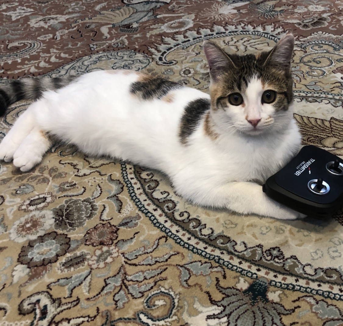 گربه اطراف خیابان کسری، فضیلت، ازادگان گمشده