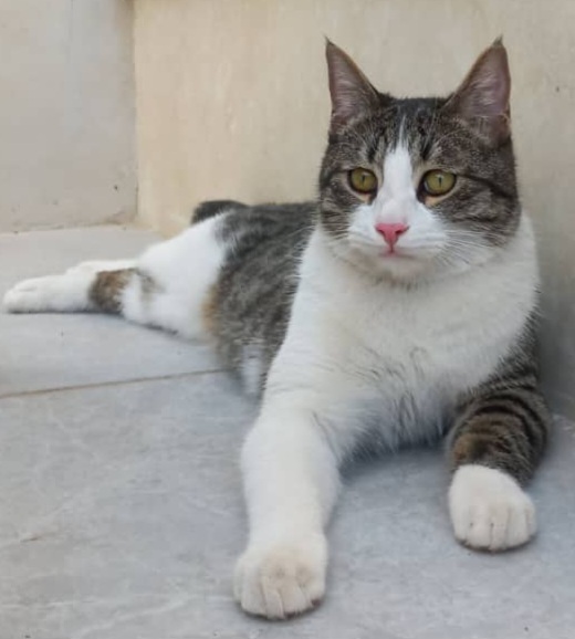 گربه خاکستری  راه راه در محله ایثارگران ابراهیمی گمشده