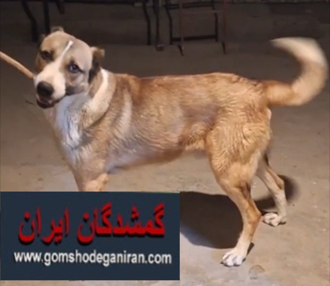 سگ نر ماهه درروستای دهریز بروجرد گم شده