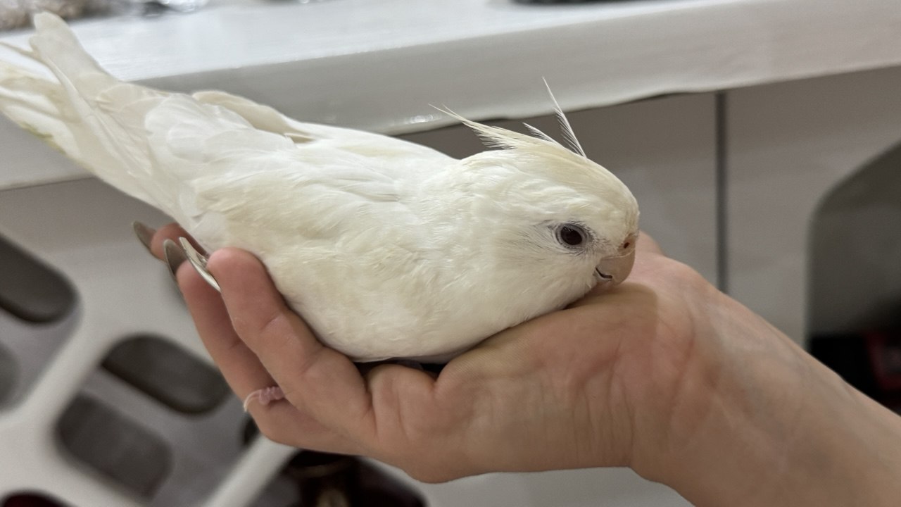 گم شده با مژدگانی