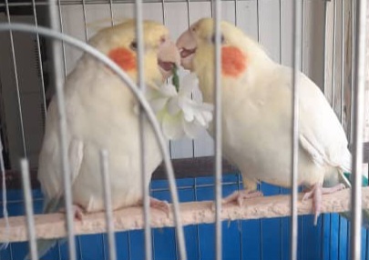 یک جفت عروس هلندی در محدود 30متری فوتبال در اراک گمشده