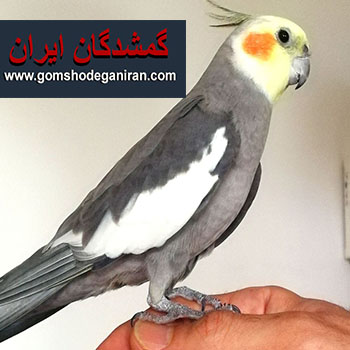 عروس هلندی پیداشده مسکن مهر رشت. محدوده ی میدان اول تیر1404