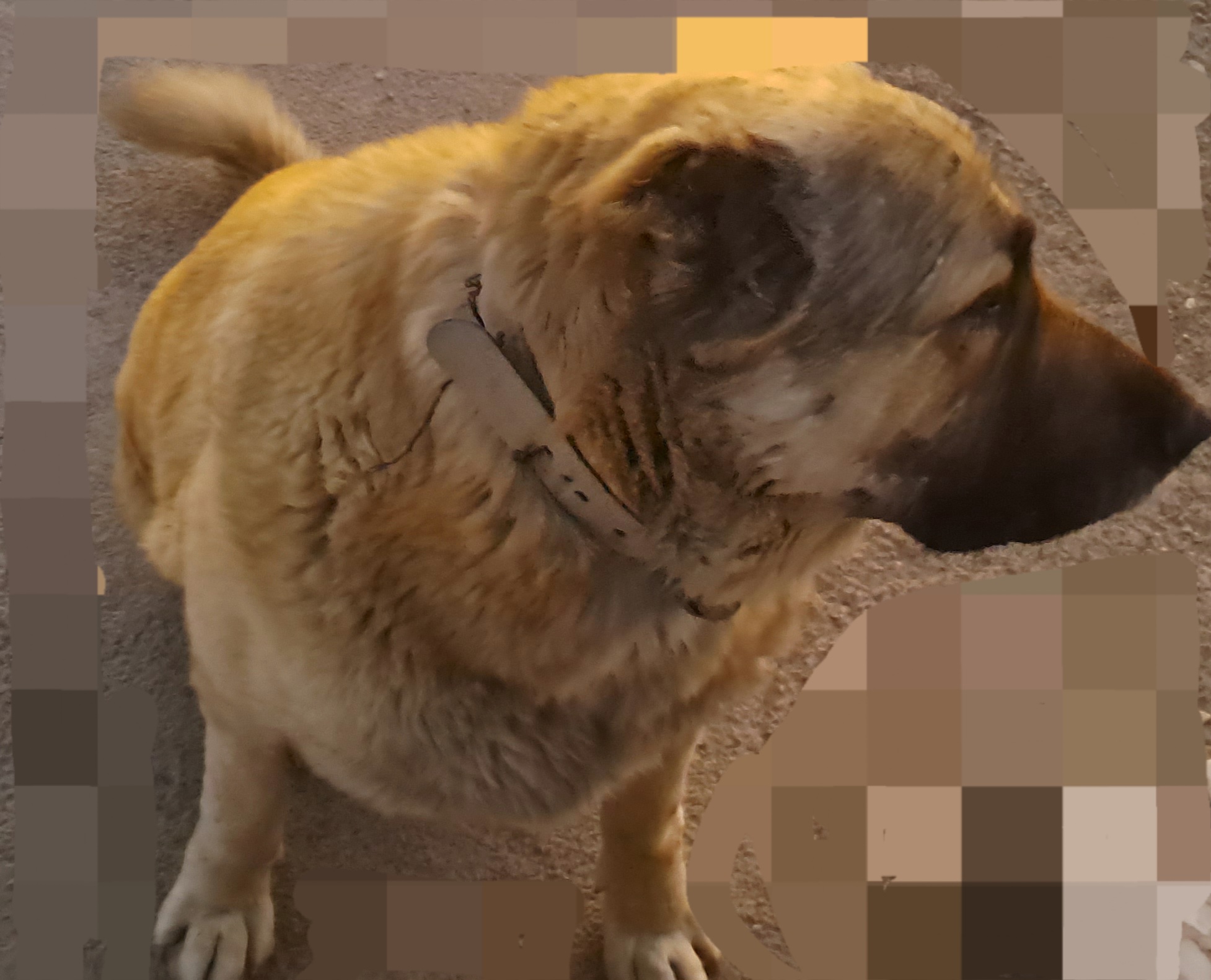 سگ سرابی گمشده