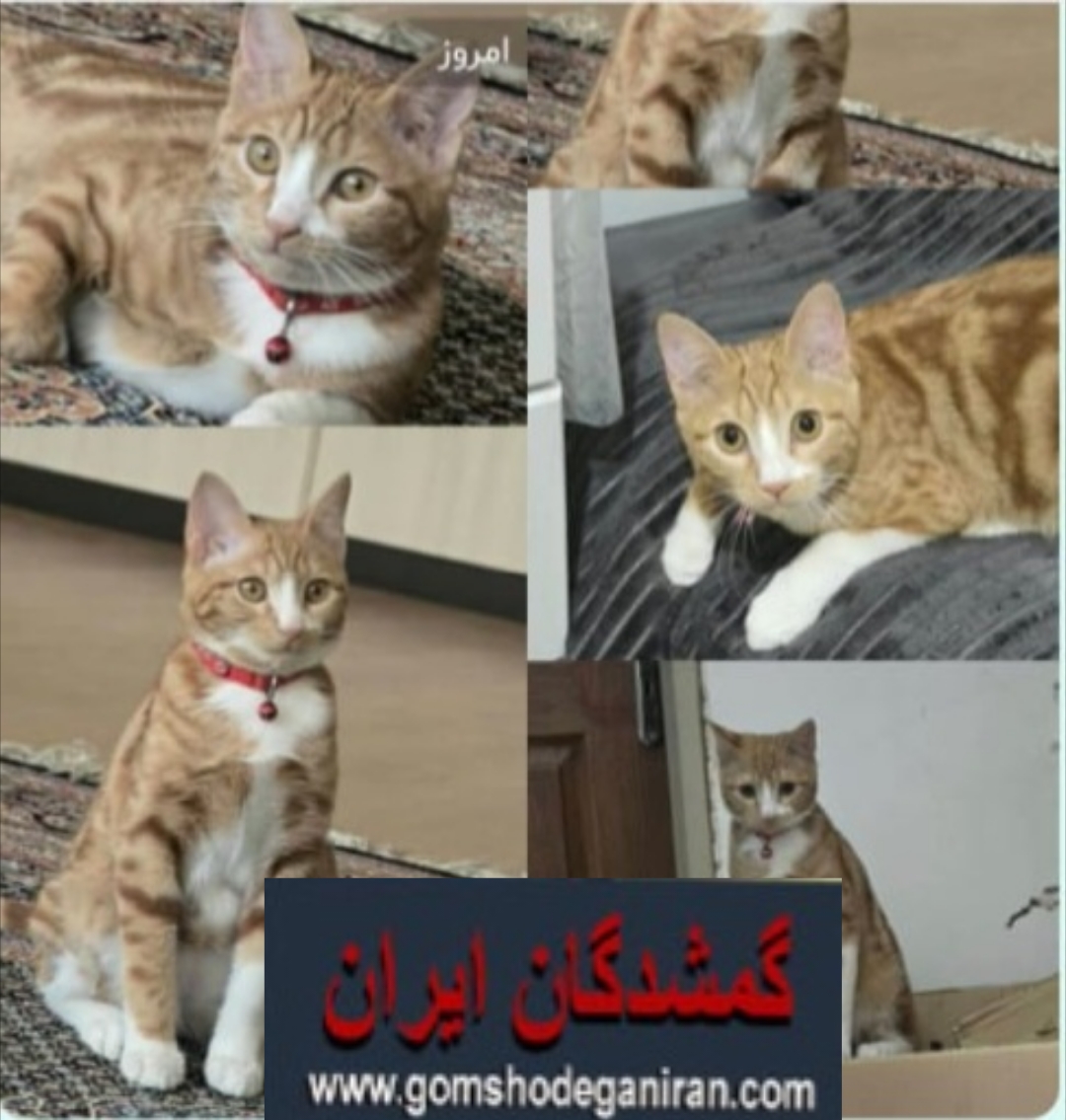 گم شده گربه در شاهین شهر