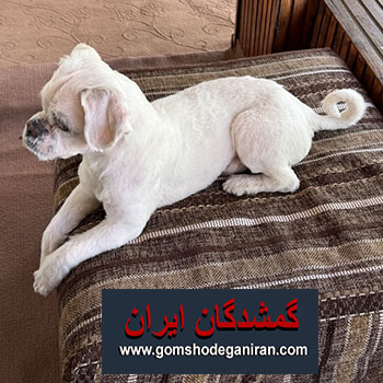 سگ نر مالتیز تریر در محدوده جاده سنگچال فیلبند گمشده
