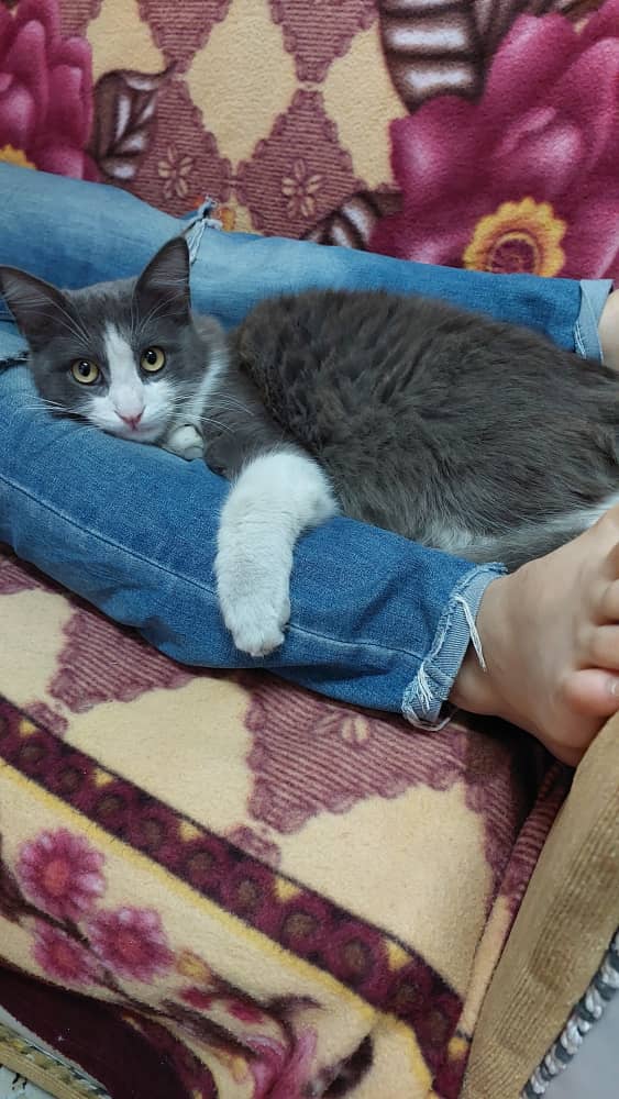 گربه مون در خ.انصاری.مستشاری کوچه حسینی یا بردن یا گم شده