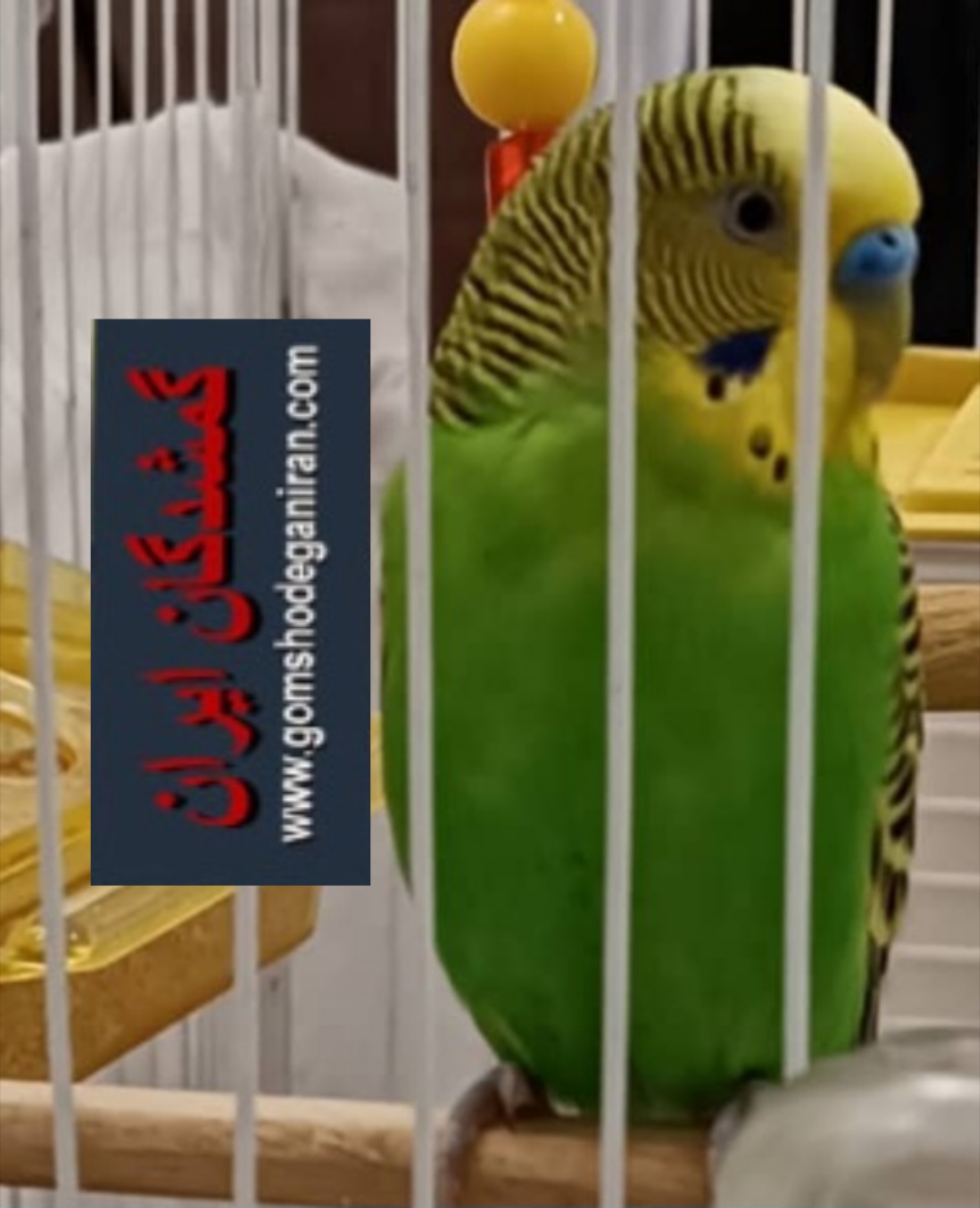 مرغ عشق سبز رنگ نر لطفاً پیدا کردید بهم پیام دهید