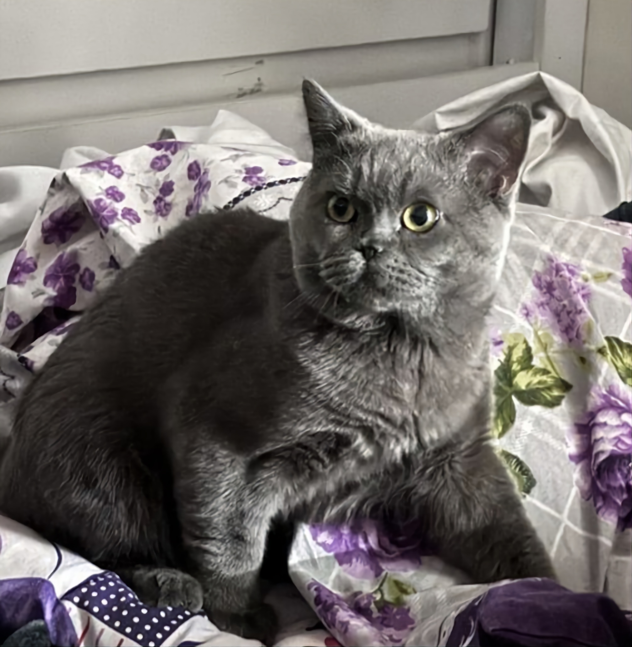 گم شده در نبرد جنوبی محدوده اقاجانلو