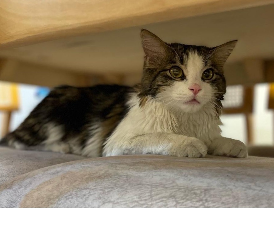 گربه گم شده در محدوده بیمارستان رامسر - پت گمشده