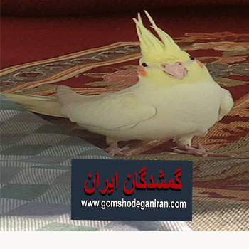 عروس هلندی گمشده اصفهان - پرنده گم شده منطقه شاداب خیابان صارمیه