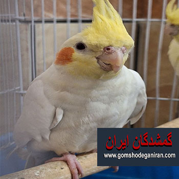 در دوازده محرم جنوبی شهرکرد عروس هلندی گم شده