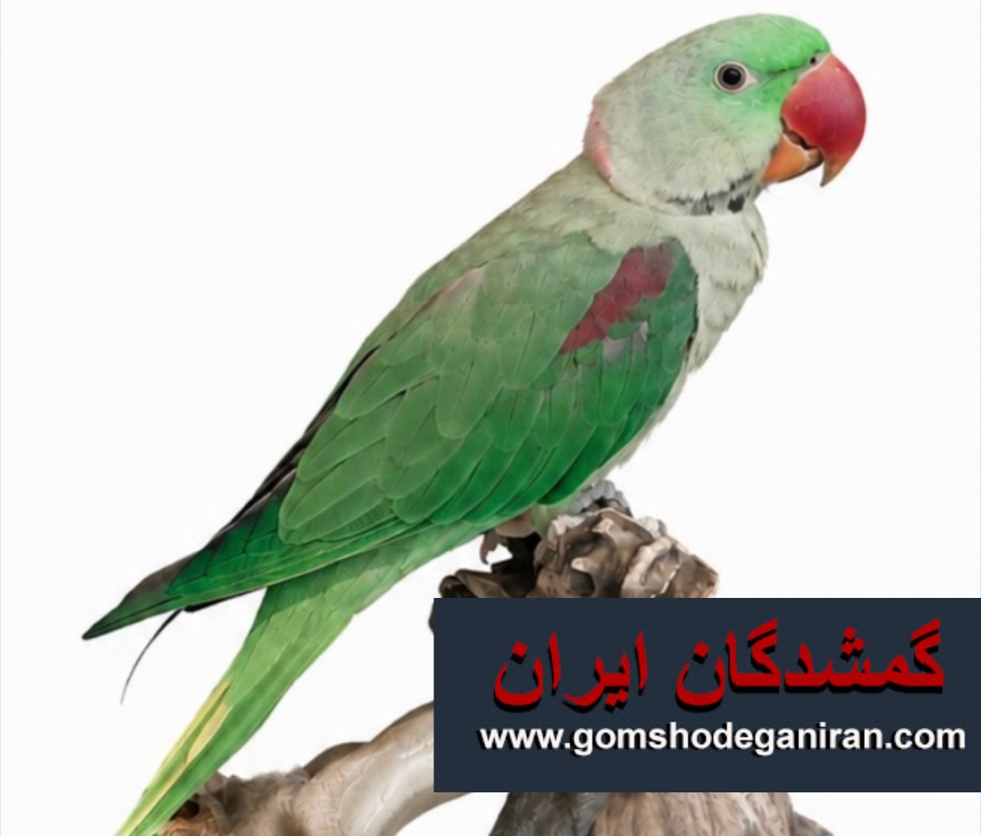 شاه طوطی گمشده پرنده سبز رنگ روی بال قرمز و نوک قرمز  - پرنده گم شده تهران