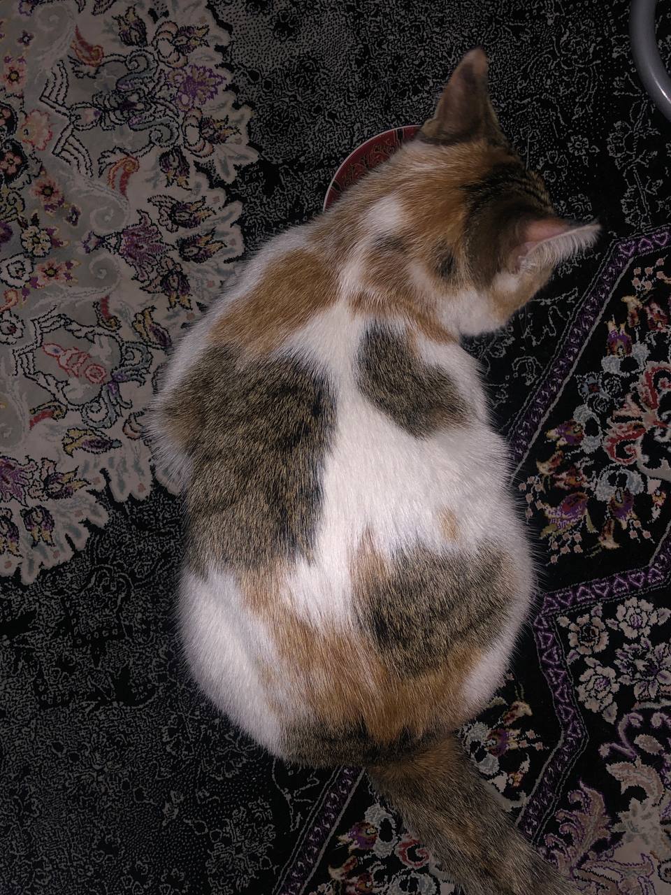 گربه اطراف خیابان کسری، فضیلت، ازادگان گمشده