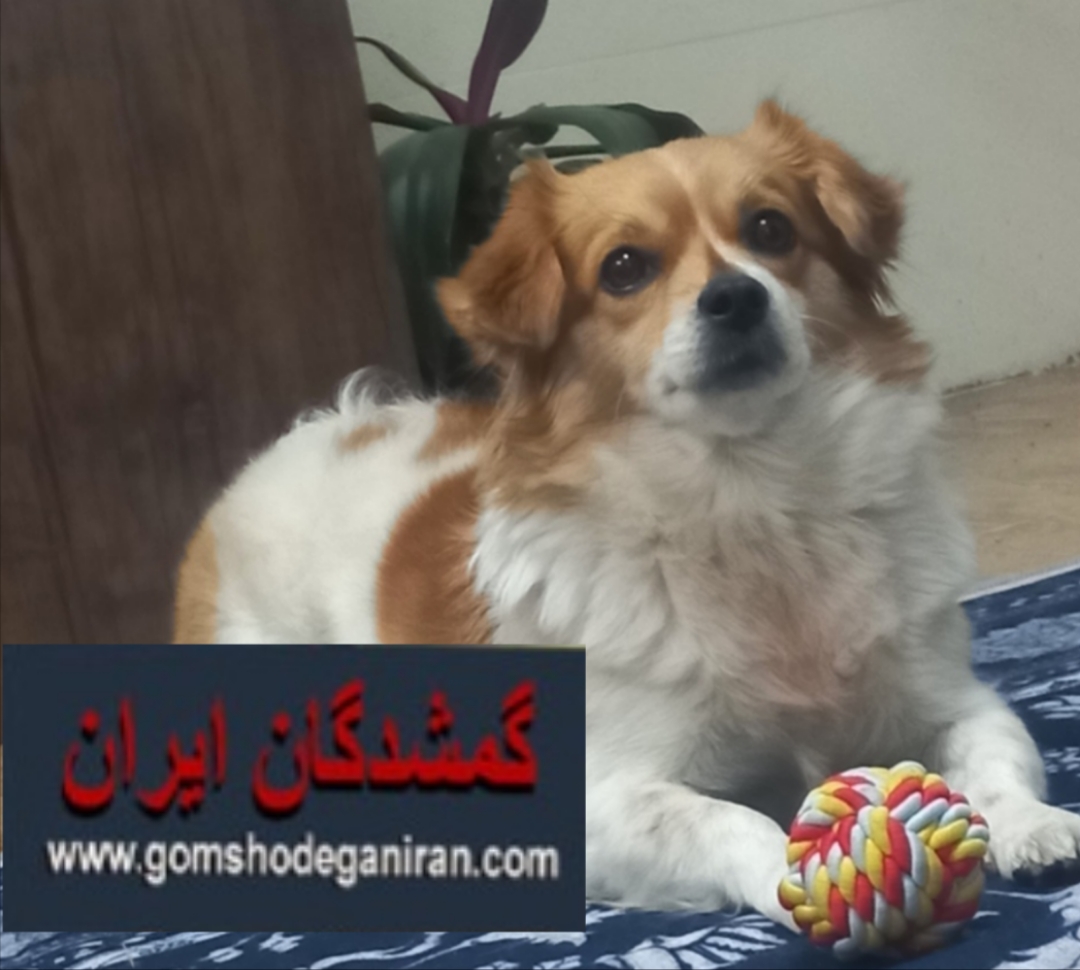 این سگ در منطقه قعله شهزاده بیگم و هرمزگان گم شده - پت گمشده