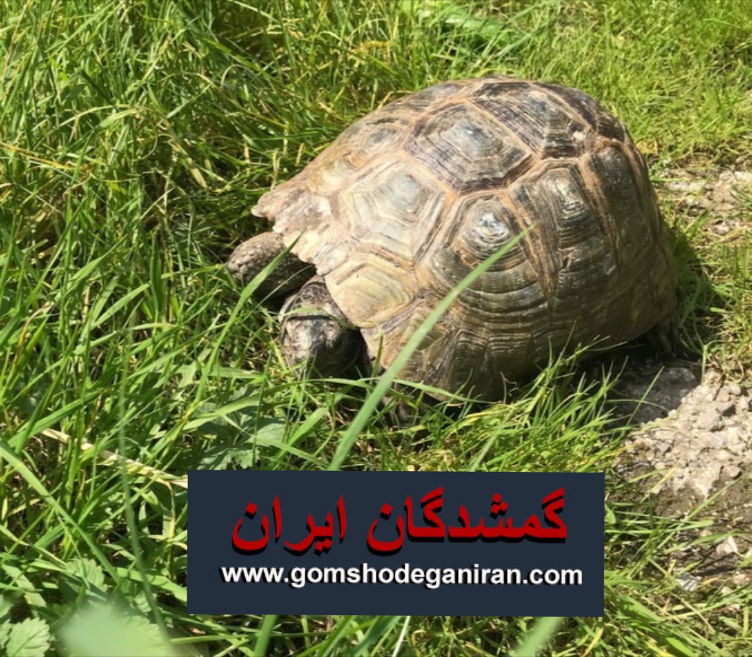 لاک پشت گمشده محدوده قایمشهر خیابان طالقانی