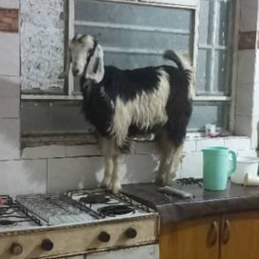 بز سفید مشکی گمشده در محدوده زیباشهر دزفول