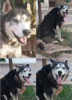 سگ هاسکی در چهارباغ کرج پیدا شده