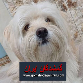 سگ شیتزو حوالی فلکه خاتون گم شده
