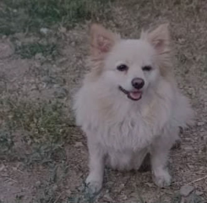 سگ پامر اشپیتز گمشده در تهران