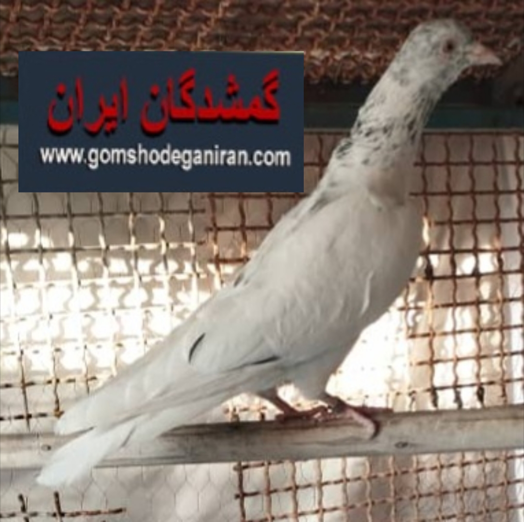کبوتر گمشده در فلاورجان(اصفهان)