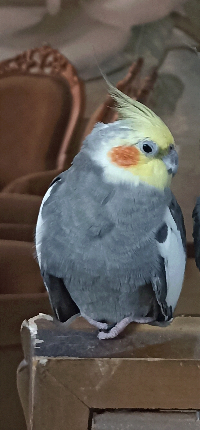 در محمدشهر کرج پنجم خرداد عروس  هلندی خاکستری گم شده.