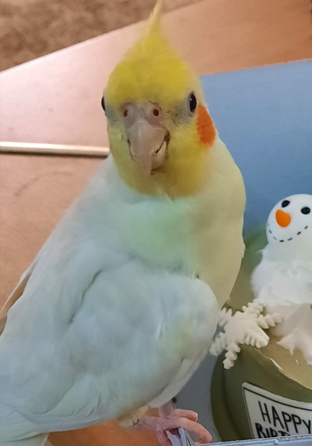 عروس هلندی گمشده نژاد لوتینو نر درعظیمیه کرج گمشده