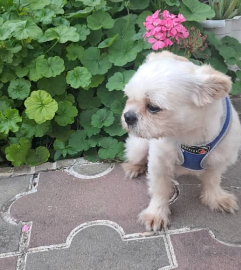 کمربندی به قاعمیه وبلوار معلم رامسر گمشده