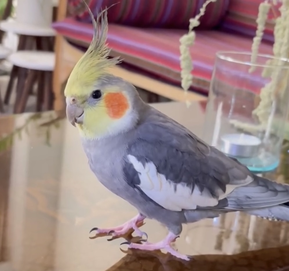 عروس هلندی در محله تهران نو گمشده