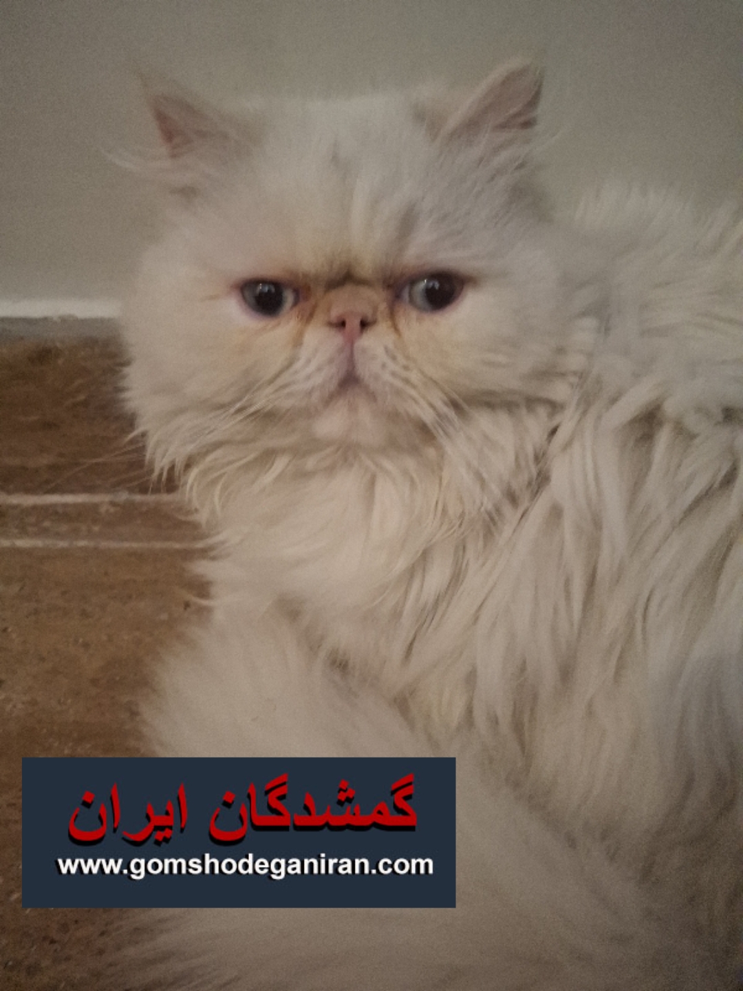 گربه پرشین سفید ماده چشم آبی صورت فلت گمشده