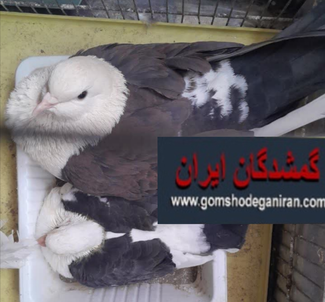دیروز از من یک کفتر کلسفید رفته