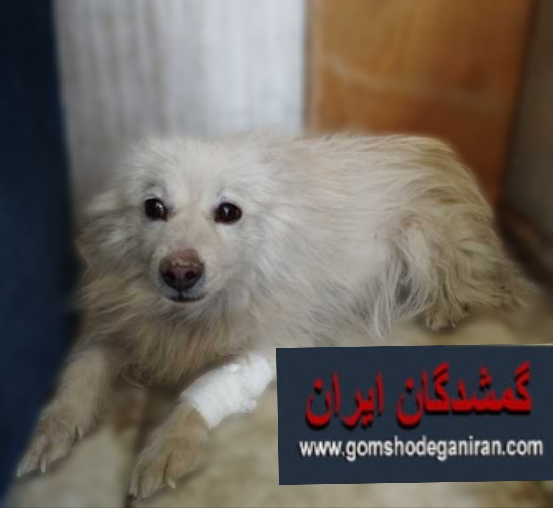 یه هاپو خوشگل نژاد دار پیدا شده محدوده شهر قدس روبروی بازار امام رضا تیر1405 کرج پت پیداشده