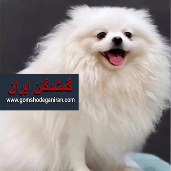 لوسی گمشده در محدوده کشن